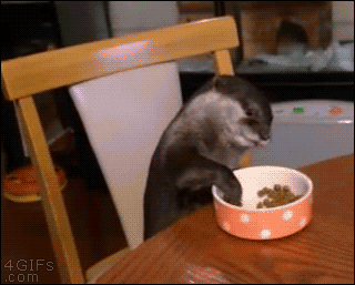 Otter enjoys eating like a person