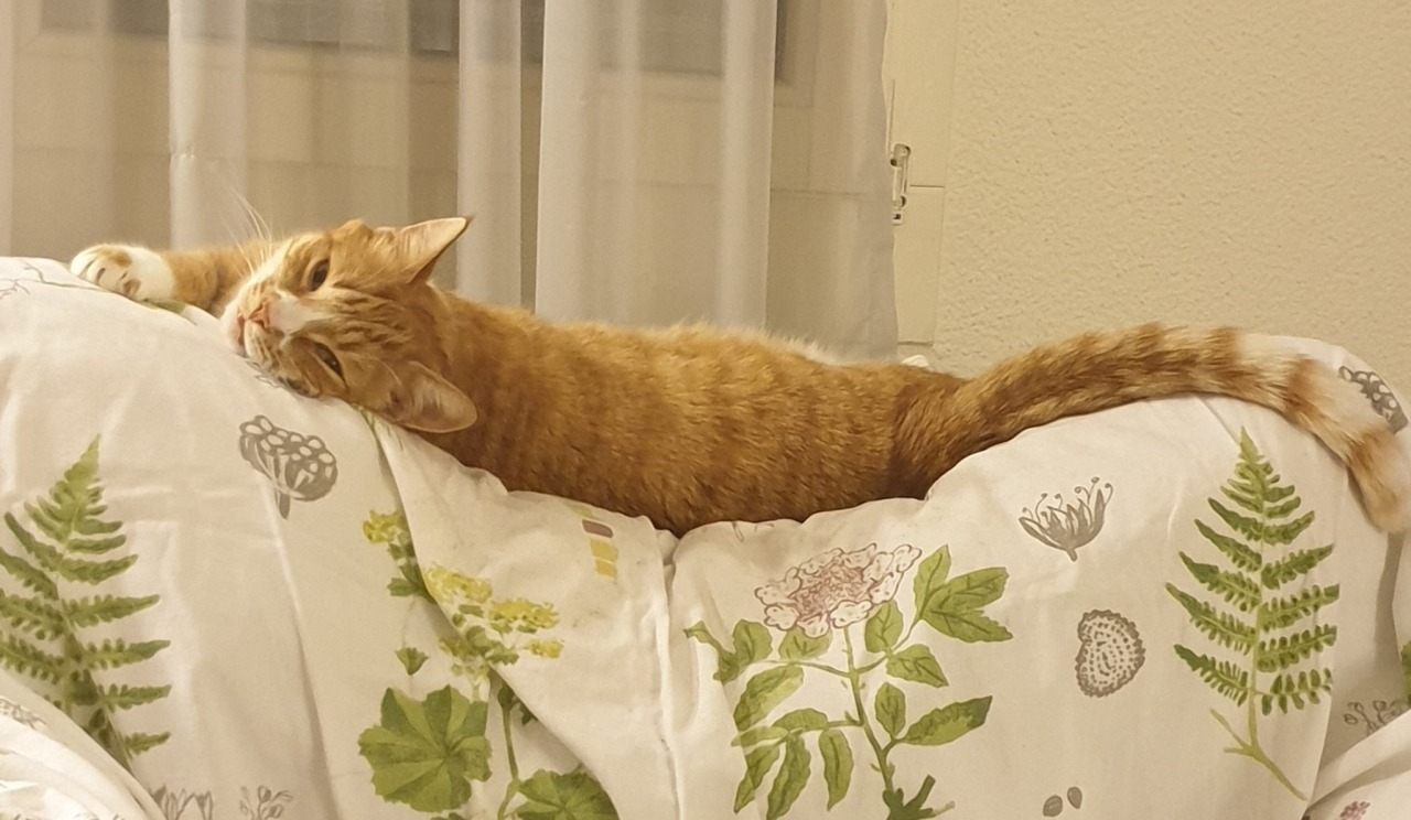 world-of-cats:@negativeaperture 