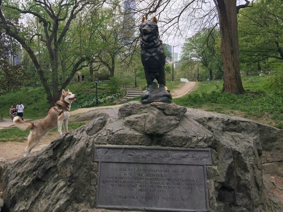 awwww-cute:  A husky finds a new friend in Central Park! (Source: http://ift.tt/1JQYtoj)