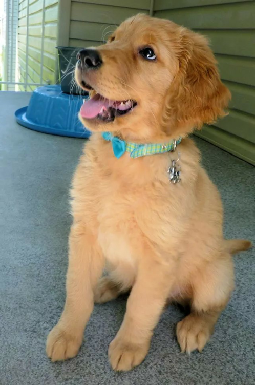 hey-gune:  Flynt showing off his new bow tie!