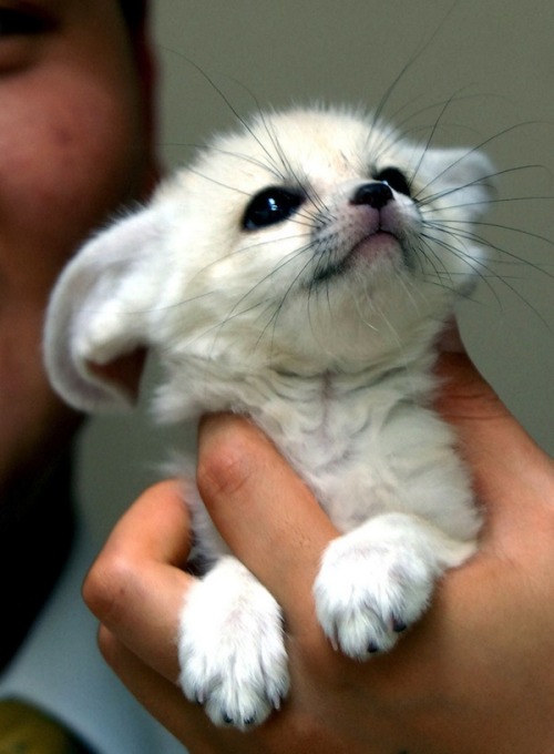 lembasinseason:  astonishtoamaze:  doctorspontaneous:  soulcriesxxx:  haneiraa:  This is a fennec Fox, a small noctural fox with big ears that helps to dissipate heat.  I did my first research paper/project ever in the 3rd grade on these lil cuties🙊💕