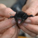 yourgothboyfriend:manywinged:manywinged:my favorite thing about bats is when they