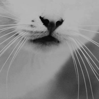Malice Looming