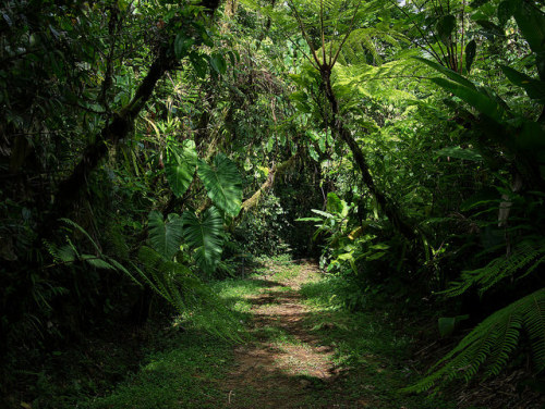 Rio Java Trail, Las Cruce Biological Station by scott_clark on Flickr.
