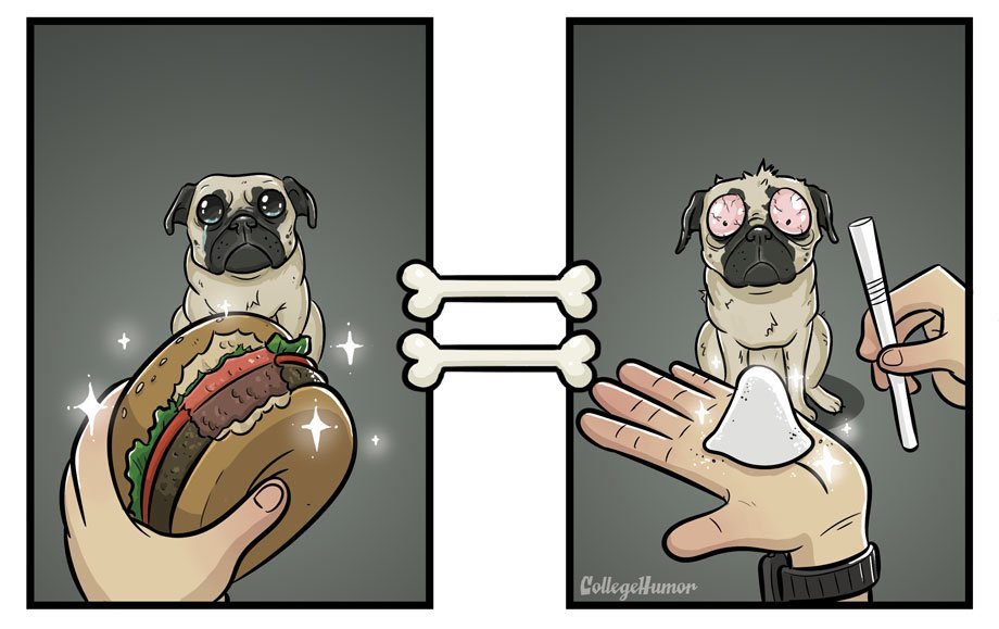 collegehumor:  What Everything Looks Like To Dogs 