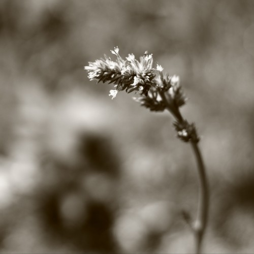 Solitude