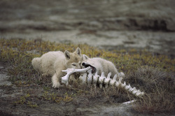 wolveswolves:  Arctic wolf pups (Canis lupus arctos) gnawing on Muskox bones, Ellesmere Island, Nunavut, Canada. Wolves, like all carnivores that normally eat the flesh of large mammals, need to chew bone in order to obtain their calcium. Deficiencies