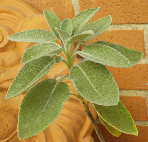 biosemiotica