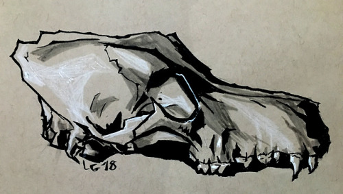 Inktober Day 16: AngularBrushpens, white colored pencilA life-drawing of my dog skull, focusing on u