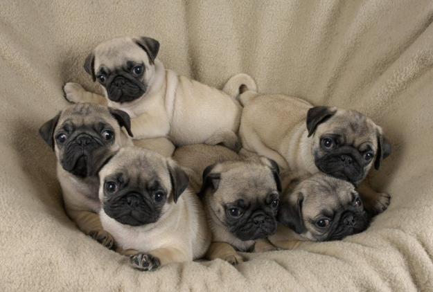 topnobatecabeca:  winged—heart:  bahhumpug:  I’ll take them all!  No need to