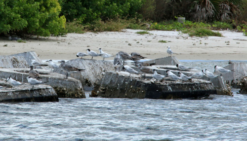 So many terns at Alafia Bank Bird Sanctuary.zambellophotography.com