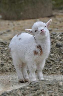 arabellesicardi:  arabellesicardi:  babygoatsandfriends:  Sassy goats with attitude problems. Via  these are my best self portraits  i must channel my goat power 