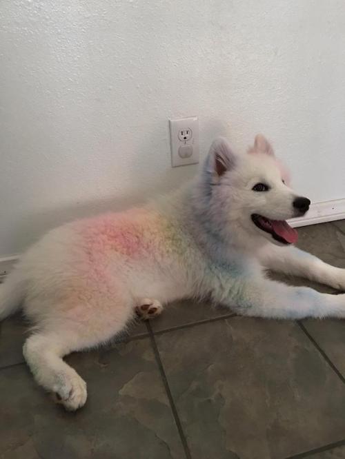 awwcutepets:He rolled around in sidewalk chalk