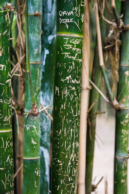 abrogates: My Photography, Bamboo Sticks 