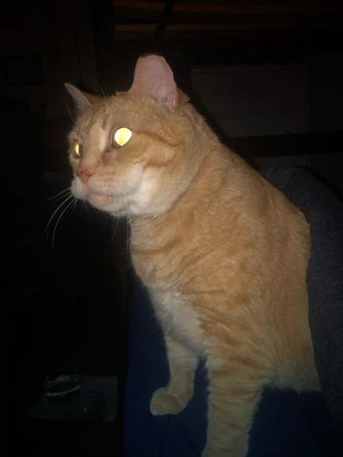 My Aunt Is Staying With My Ma And I, And She Brought Her Cat! This Is Buddy, Who Is