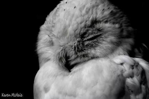 Snowy owl.By: Karen McHale.