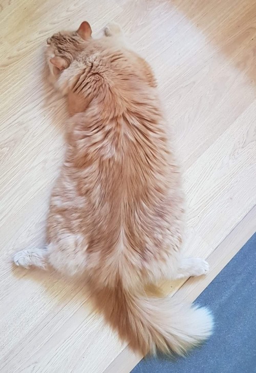 talvikielo: *sploot*