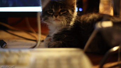 gaj0romar1ogifs:  “Women and cats will do as they please, and men and dogs should relax and get used to the idea.”