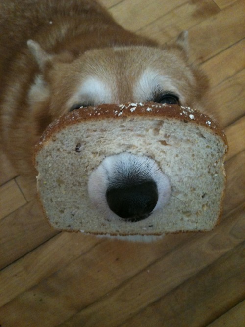 thingsonhazelshead: bread, bread, BREAD!……….Revenge.