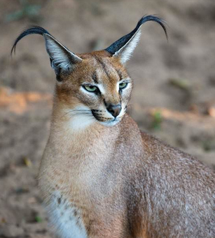 coolcatgroup:  fizzy-dog: i love cats you have long cat (serval) ear cat (sand cat)