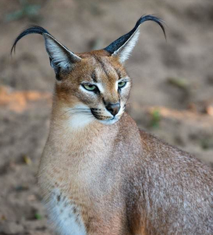 jack-the-lion:  starlightdragon:  bunjywunjy:  crystallinecrow:  slusheeduck:  im-fairly-whitty:  fizzy-dog:  i love cats you have long cat (serval) ear cat (sand cat) small evil cat (black footed cat) spherical cat (pallas cat) cat who probably watches