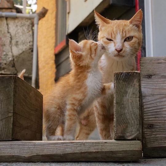 cat-lover-1001:  Love is precious 😍💖💖 