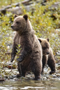 earthandanimals:   Wondering   Photo by Harald Dikkers       