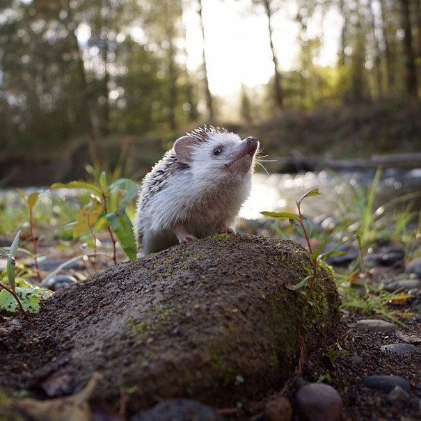 indoor-plants:  fairylene:  the adventures of a cute hedgehog ｡◕‿◕｡  So