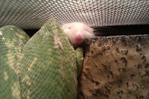 awwww-cute: This snake and mouse cuddle under the heat lamp every night. He refuses to eat this part