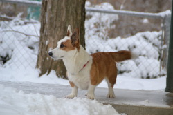 corgiaddict:  Olive (Cardigan Corgi) loves to stand on this stoop and survey the backyard. 