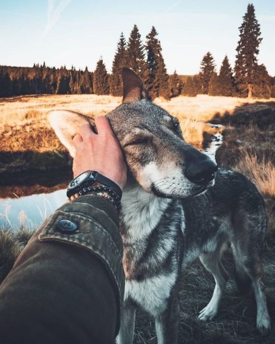 protect-and-love-animals: 