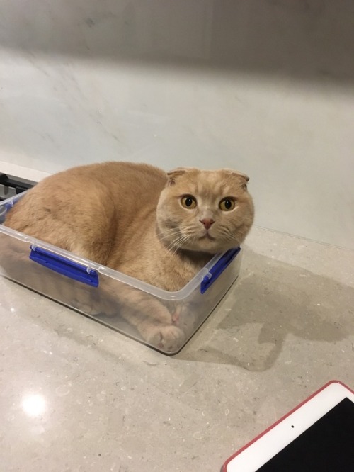 Scottish Fold, pre-packed for freshness and convenience
