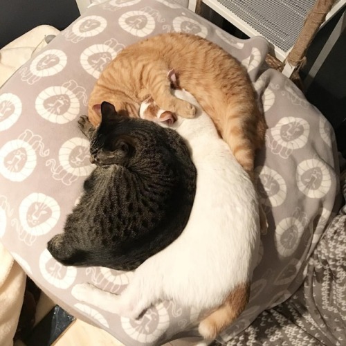 Cats