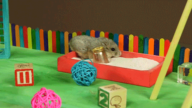 Tiny Hamster in a Tiny Playground  *—-*