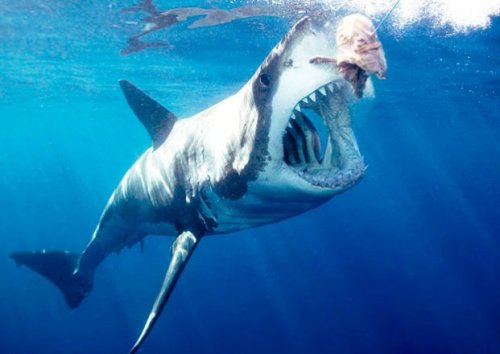  Next time someone tells you to be afraid of sharks, show them this… Things that kill more people th