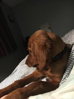 endless-puppies:  Good morning from this beautiful golden retriever X irish setter