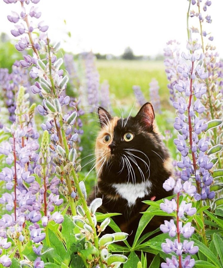 friendly-animals:  (Source)