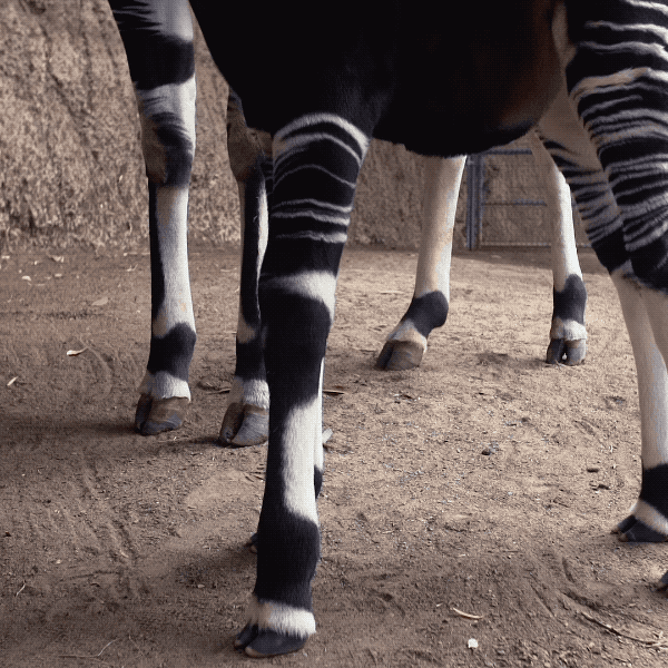 prettybonesandvultureprose:  sdzoo: Happy World Okapi Day! Meet Mosi, the floppy-eared