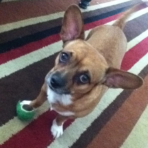 “Can you please throw the ball now?” 🐶 #cute #dog #puppy #aww #sad #ball #funny #adorable #pet #swag