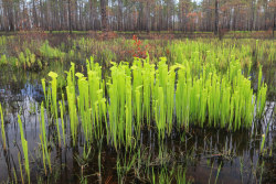 thehungrybog:  Sarracenia flava, Francis