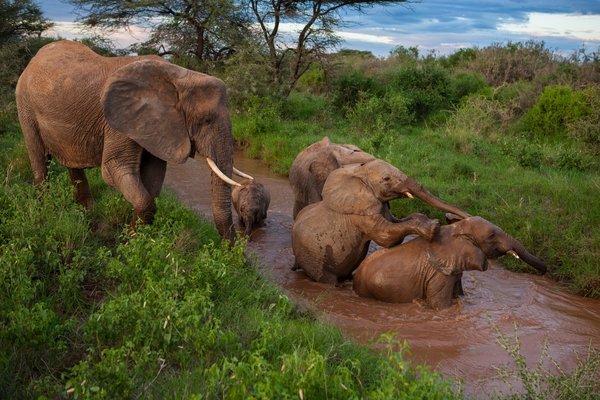 nubbsgalore:when michael nichols first photographed forest elephants in the lowland