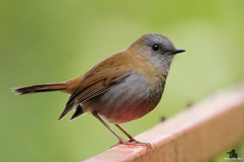 Black-billed Nightingale-Thrush  I don&rsquo;t like to take pictures of birds on man-made object