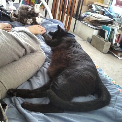 the-stray-liger:look at how big my fucking cat is