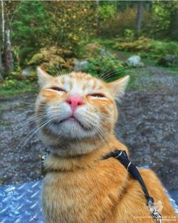 Catsofinstagram:  From @Clover.and.leo: “The Face Of A Happy Hiking Cat” #Catsofinstagram