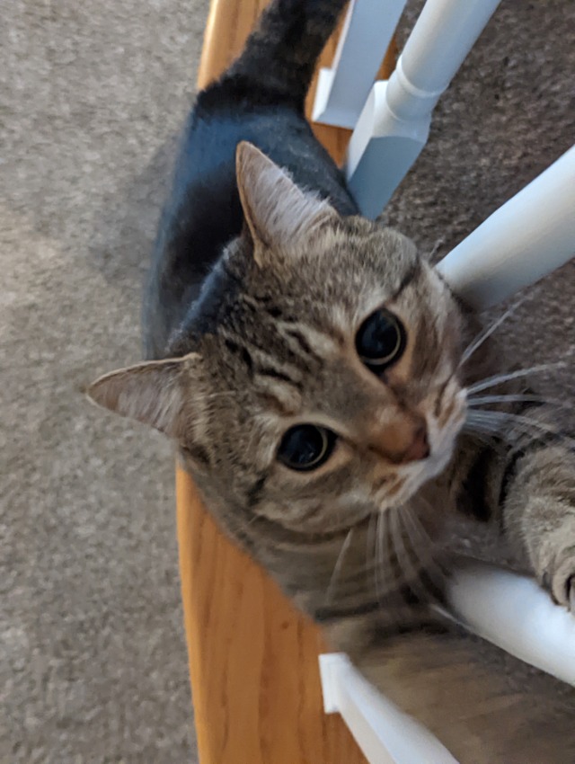 A photo of Willabee, a brown tabby cat with green eyes. The photo is blurry, as Willabee is moving quickly and reaching up a railing towards the camera. Her pupils are very large.