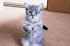 sirjohnwatsons:Cat begging for food