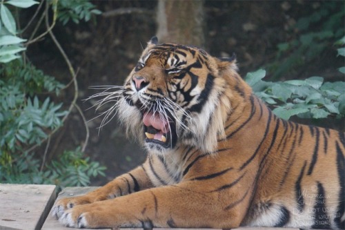 thatonegayartcollector:A tiger’s yawn- such a handsome boy <3 Taken at Dudley Zoo, England. Pleas