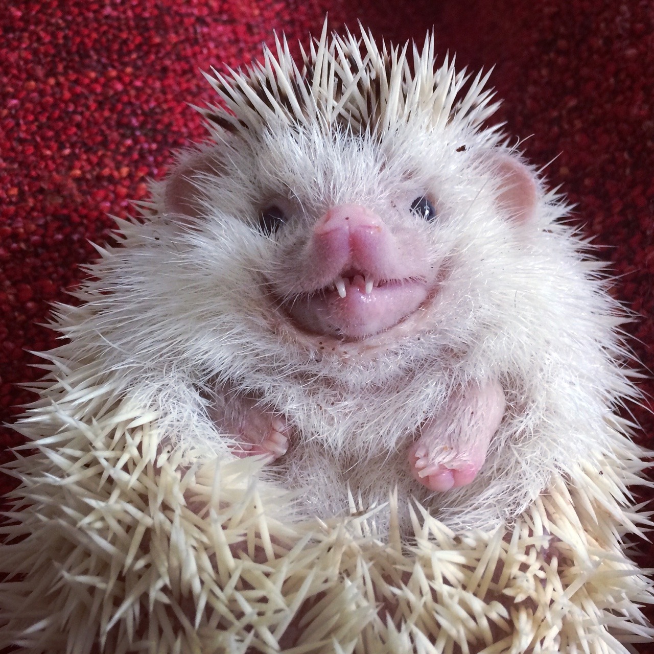 Hedgehogs Of Asgard Hedgehogs Are Not Rodents
