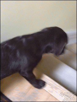 4gifs:  [video]