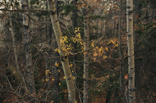 My early morning walk to work along the edge of Bower Woods.